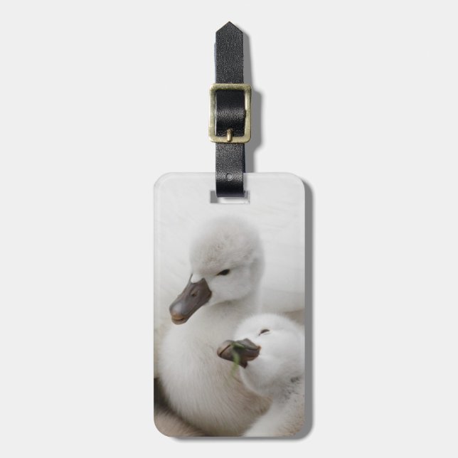 Mute Swan-Cygnets Gepäckanhänger (Vorderseite vertikal)