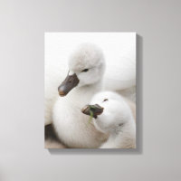 Mute Swan Cygnets