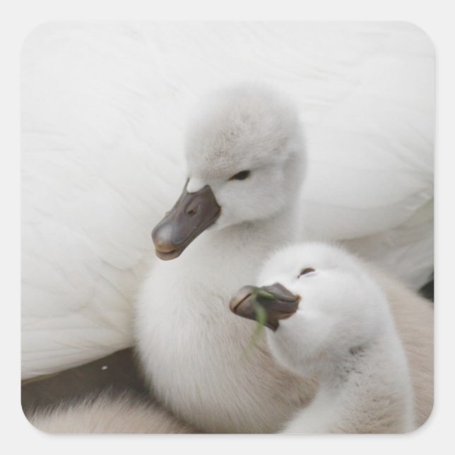 Mute Swan Cygnets Quadratischer Aufkleber (Vorderseite)
