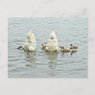 Mute Swan Famly Postkarte