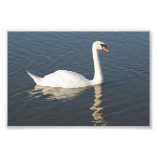 Mute Swan Fotodruck