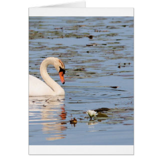 Mute Swan mit Lilly-Pad