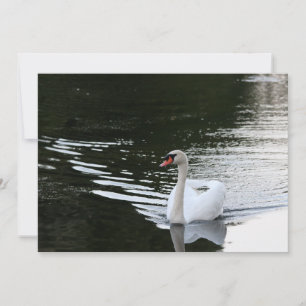 Mute Swan Mitteilungskarte