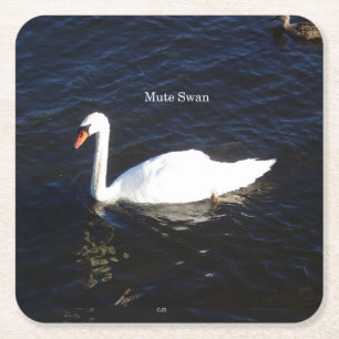 Mute Swan Paper Untersetzer