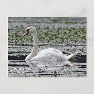 Mute Swan Postcard Postkarte