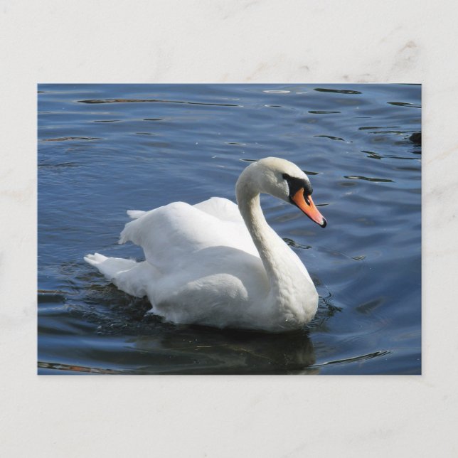 Mute Swan Postcard Postkarte (Vorderseite)