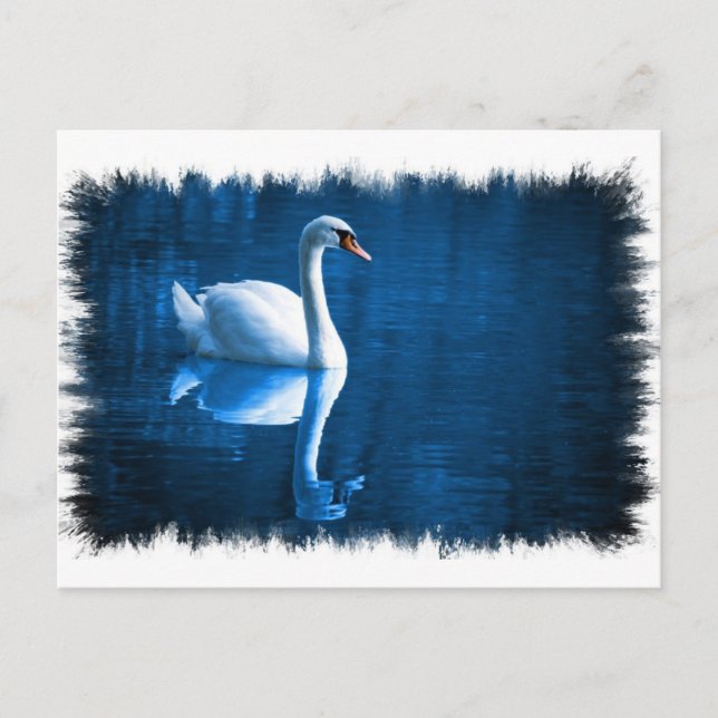Mute Swan Postcard Postkarte (Vorderseite)