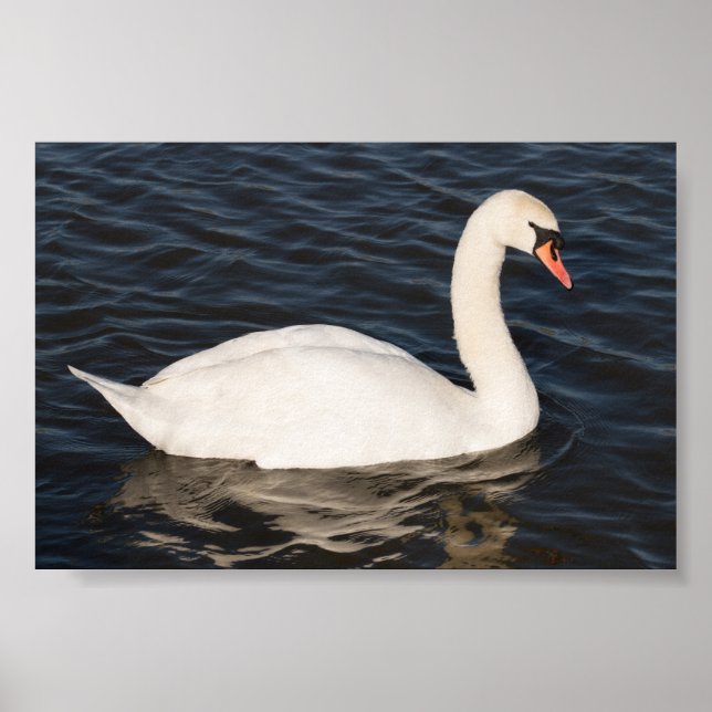 Mute Swan Poster (Vorne)