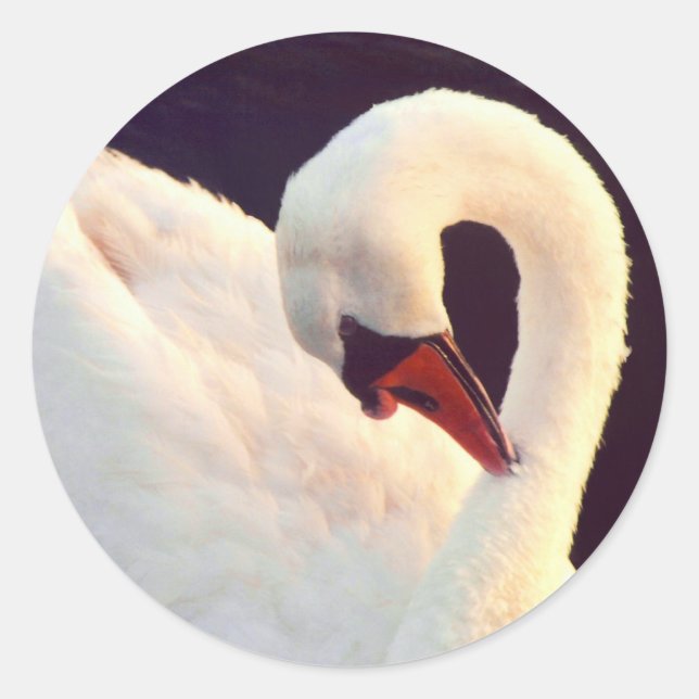 Mute Swan Stickers (Vorderseite)