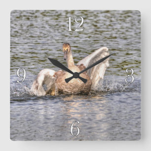 Mute Swan Wildlife Wasservögel Foto Quadratische Wanduhr