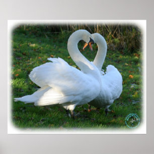 Mute Swans 9Y098D-012 Poster