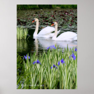 Mute swans & Iris: Value Poster Paper