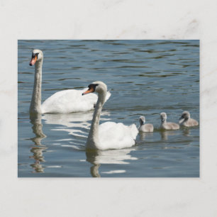 Mute Swans und Entenlings Postkarte