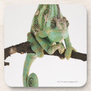 Mutig farbiges Chamäleon mit Eigenschaft Getränkeuntersetzer