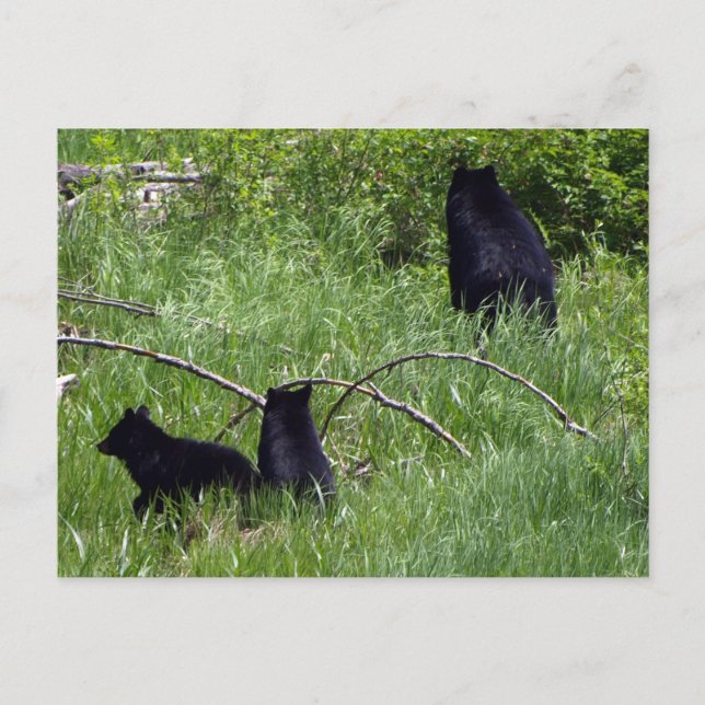 Mutter Bären & Cubs Wildlife Postkarte (Vorderseite)