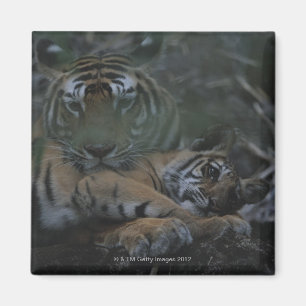 Mutter-bengalischer Tiger mit CUB Magnet