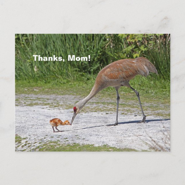 Mutter Bird und Baby Bird Sandhill Cranes Postkarte (Vorderseite)