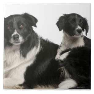 Mutter-Border-Collie und -welpe Fliese