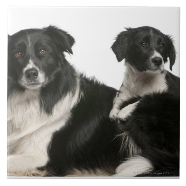 Mutter-Border-Collie und -welpe Fliese (Vorderseite)