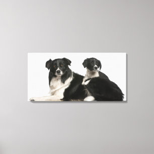 Mutter-Border-Collie und -welpe Leinwanddruck