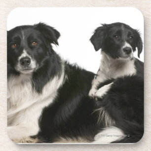 Mutter-Border-Collie und -welpe Untersetzer