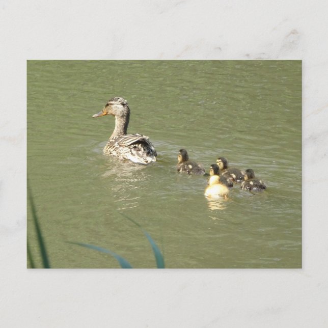 Mutter Ente mit Young DIY Postcard Postkarte (Vorderseite)