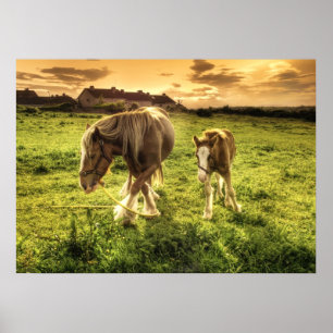 Mutter & Foal Pferd Poster