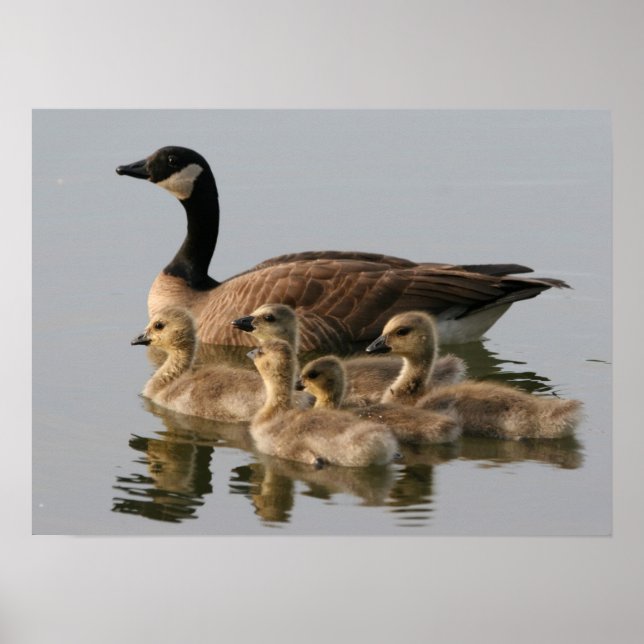 Mutter Gänse und ihre Goslings Poster (Vorne)