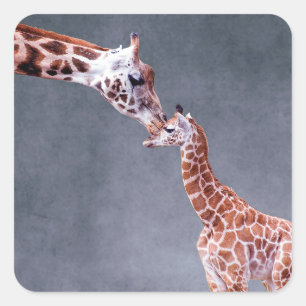Mutter Getty Bild-  u. Baby-Giraffe Quadratischer Aufkleber
