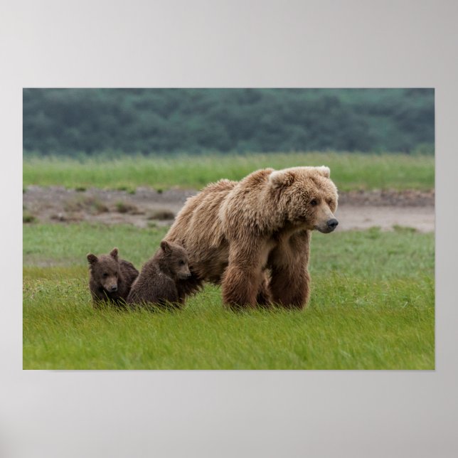 Mutter Grizzly Bär mit Twin Cubs Poster (Vorne)