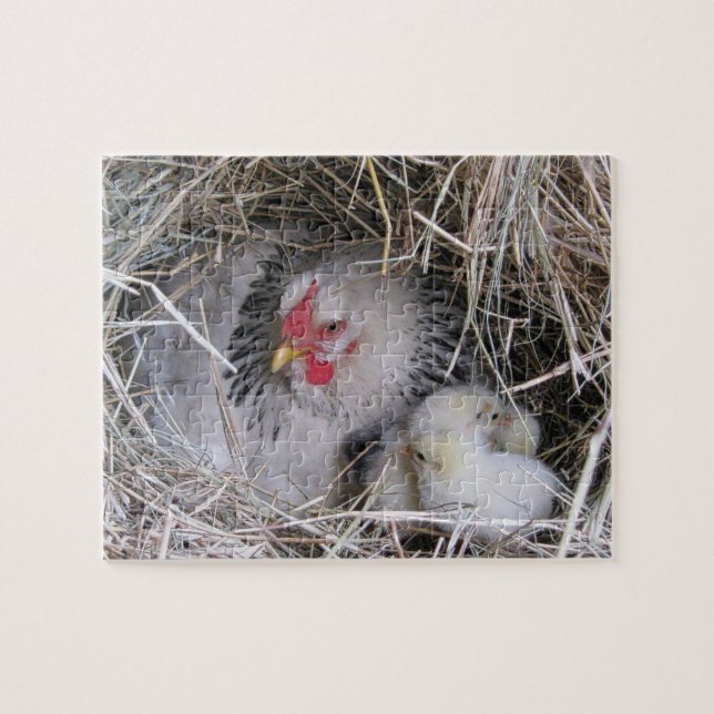 Mutter Hen mit neuen Chicks (Horizontal)