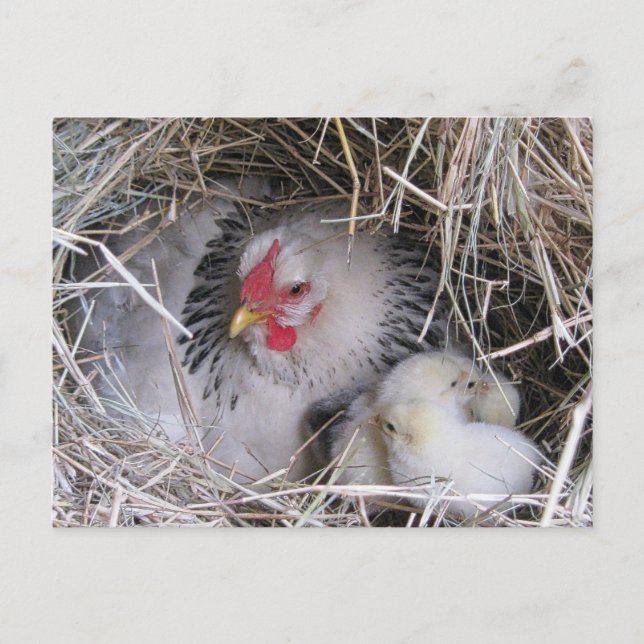 Mutter Henne mit Postkarte für neue Chicks (Vorderseite)