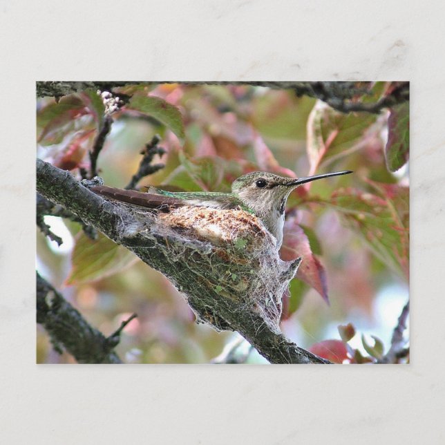 Mutter Hummingbird auf Nest Postkarte (Vorderseite)