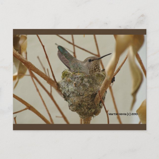 Mutter Hummingbird | Blue Beach Song™ Postkarte (Vorderseite)