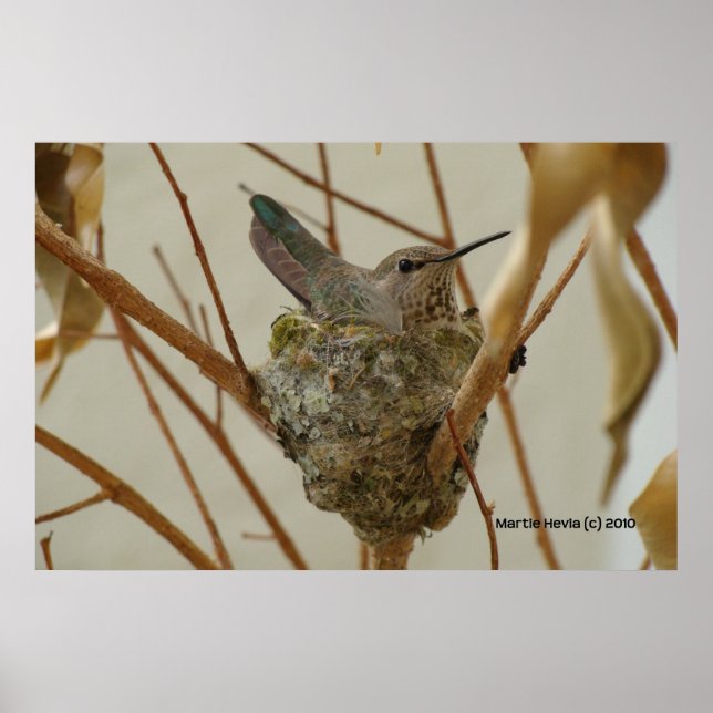 Mutter Hummingbird - Print/Poster Poster (Vorne)