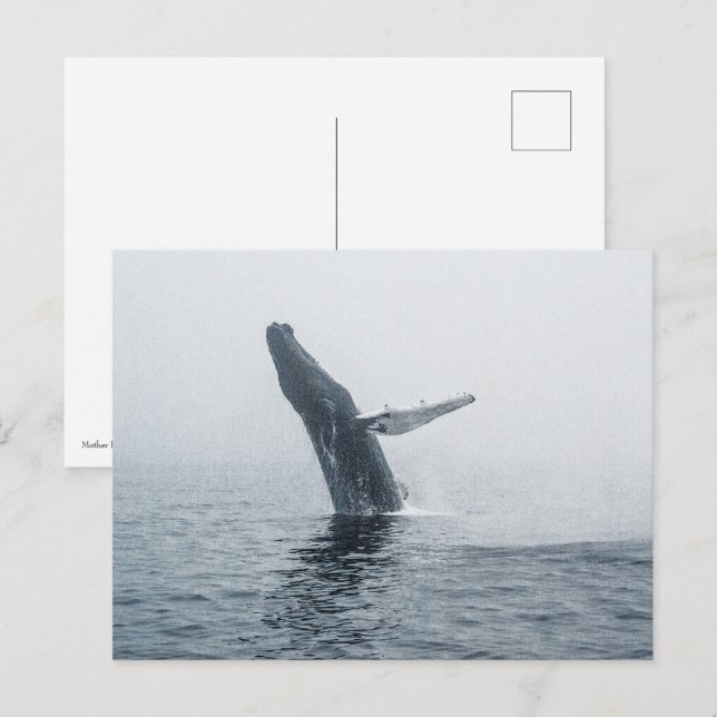 Mutter Humpback Whale Einladungspostkarte (Vorne/Hinten)