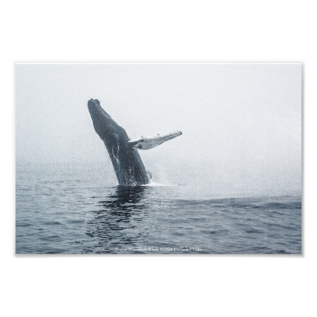 Mutter Humpback Whale Fotodruck (Vorne)
