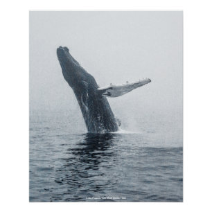Mutter Humpback Whale Poster