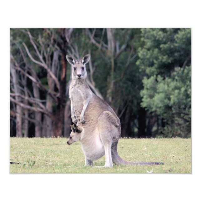 Mutter Kangaroo mit Baby Joey in ihrem Beutel Fotodruck (Vorne)