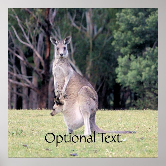 Mutter Kangaroo mit Baby Joey in ihrem Beutel Poster (Vorne)