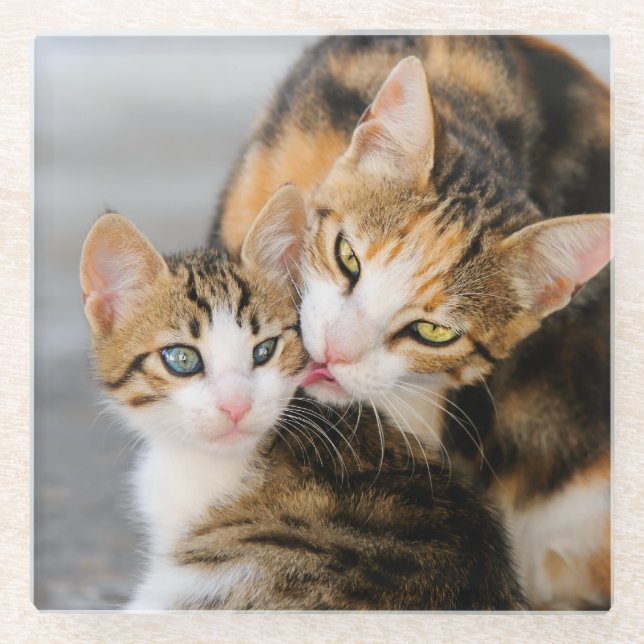 Mutter Katze Lieben Niedlich Kätzchen Foto, Tischd Glasuntersetzer (Vorderseite)
