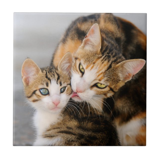 Mutter-Katzen-Liebe-niedliches Kätzchen, Keramik Fliese (Vorderseite)