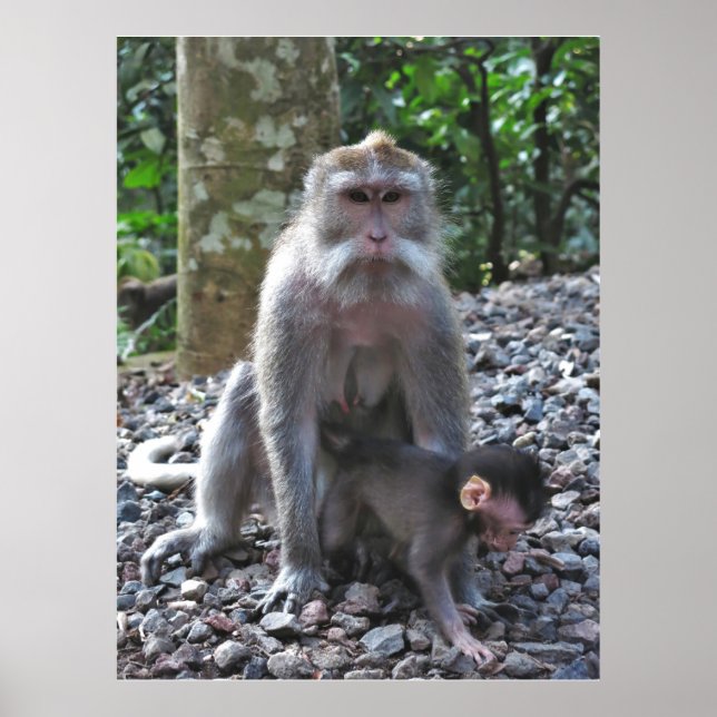 Mutter Macaque und Baby Poster (Vorne)