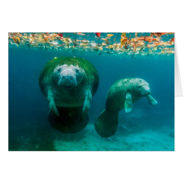 Mutter Manatee mit ihrem Kalb im Crystal River (Vorderseite (Horizontal))