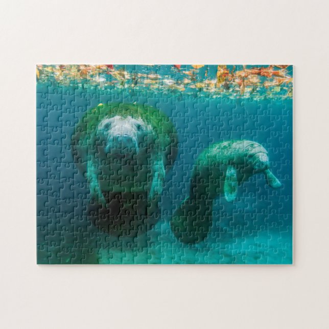 Mutter Manatee mit ihrem Kalb im Crystal River (Horizontal)