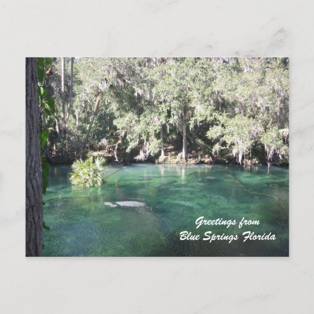 Mutter Manatee mit Kalb Blue Springs personalisier Postkarte (Vorderseite)