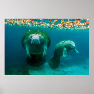 Mutter-Manati mit ihrem Kalb im Crystal River Poster