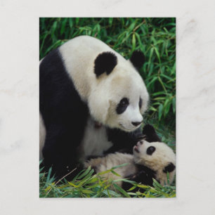 Mutter Panda und Baby im Bambusstrauch, Wolong Postkarte