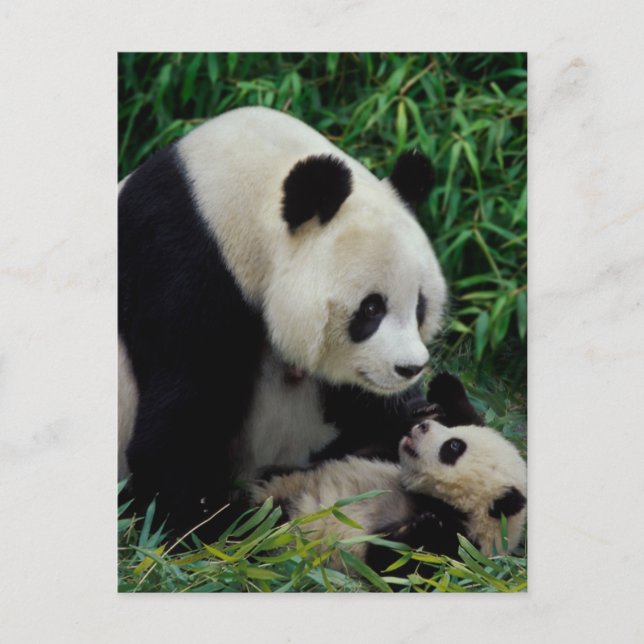 Mutter Panda und Baby im Bambusstrauch, Wolong Postkarte (Vorderseite)