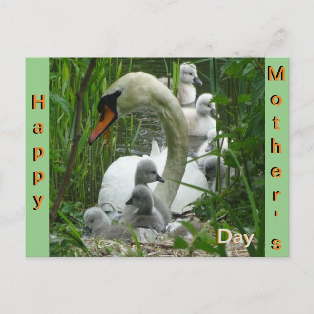 Mutter Schwan mit Babies Muttertagskarte Postkarte (Vorderseite)